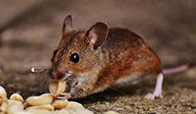 24 Hour & Emergency Exterminators in E Wenatchee, WA